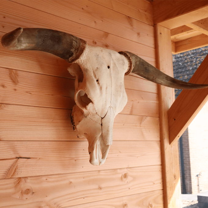 Schedel Schotse Hooglander - Afbeelding 2